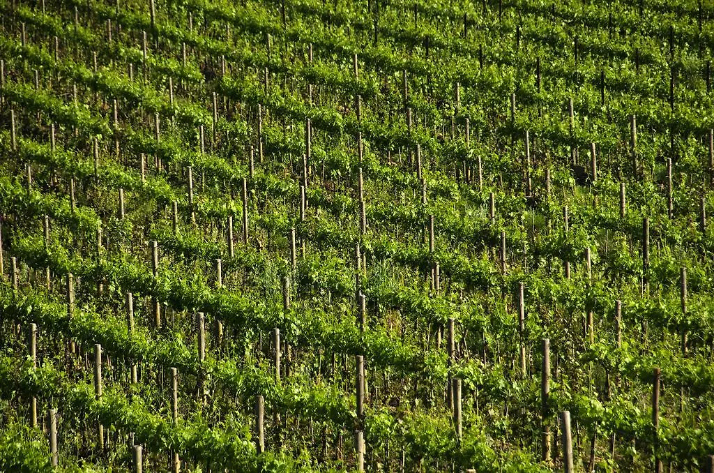 Agriturismo Poggio Bonelli Castelnuovo Berardenga